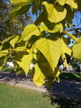 Catalpa Bignonioides